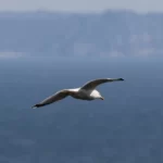 Goéland argenté
