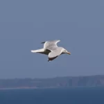 cap Sizun : Goéland argenté vue latérale