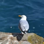 cap Sizun : Goéland argenté posant pour le photographe sur un rocher