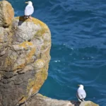 cap Sizun : Goélands argentés. L'un des deux contemple avec envie la position supérieure de l'autre qui le snobe.