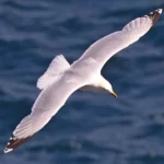 cap Sizun : Goéland argenté vue de haut