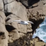 cap Sizun : Goéland argenté de 3/4 avant en vol devant des rochers