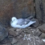 cap Sizun : Fulmar boréal