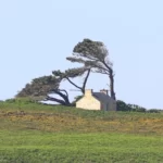 cap Sizun : maison avec des pins complètement déformés par le vent