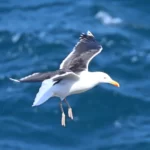 Vol d'approche d'un goéland marin s'apprêtant à atterrir.
