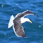 Vol d'approche d'un goéland marin s'apprêtant à atterrir.