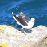 cap Sizun : atterrissage réussi !
