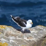 cap Sizun : on voit que le plumage du goéland marin est beaucoup plus foncé que celui de l'argenté.