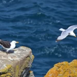 cap Sizun : goéland marin à gauche et goéland argenté à droite.