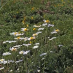 cap Sizun : baucoup de marguerites poussent noyées dans la bruyère et le genêts.