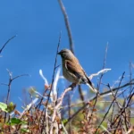 cap Sizun : une Linotte mélodieuse