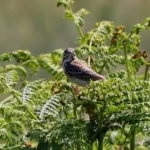 cap Sizun : un Pipit farlouse
