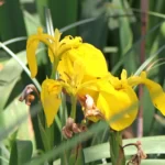 Étang de trunvel : Iris des marais