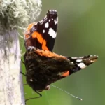 Étang de trunvel : Vulcain