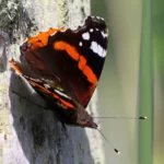 le même sous un autre angle de vue