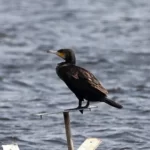Étang de trunvel : un grand cormoran.