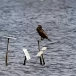 Étang de trunvel : Les grands cormorans ont été persécutés par les humains en tant que concurrents des pêcheurs.