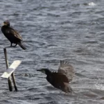 Étang de trunvel : paire de cormorans