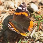 papillon Vulcain