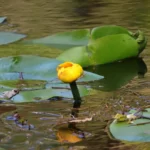 Rosporden : Fleur de nénuphar