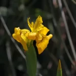 Rosporden : Iris des marais.