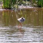 l'oiseau avance prudemment en croisant les pattes