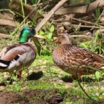 Mr et Mme Colvert