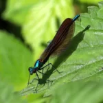 Rosporden : caloptéryx vierge (Demoiselle)