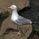 Pont-Aven : Goéland argenté