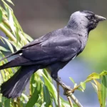 Oiseau Choucas des tours