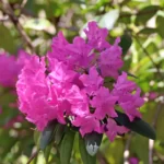 Rhododendron