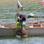 Pêcheur s'occupant d'un gros objet plongé dans l'eau.