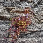 Cymbalaire des murs