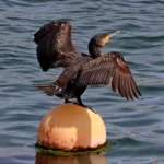 Cormoran séchant ses ailes