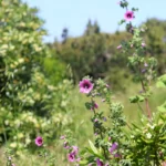 Fleur mauve : Mauve royale