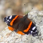 Papillon : Vulcain