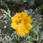 Glaucienne jaune, Pavot cornu ou Pavot jaune des sables