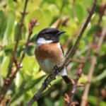 Oiseau : Tarier Pâtre