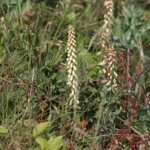 Fleur : Nombril de Vénus