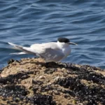Oiseau : Sterne caugek