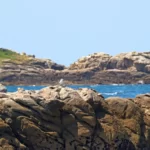 Goéland sur un rocher