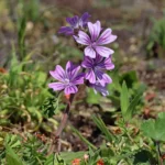 Fleur mauve