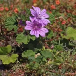 fleur mauve
