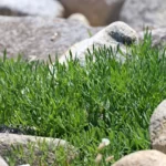 Criste marine