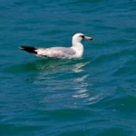 Goéland argenté