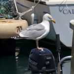 Goéland sur un moteur de bateau .