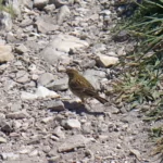 oiseau sur le sentier