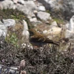 Oiseau sur la haie bordant le sentier