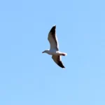 Oiseau en vol vu de dessous