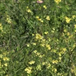 fleur jaune